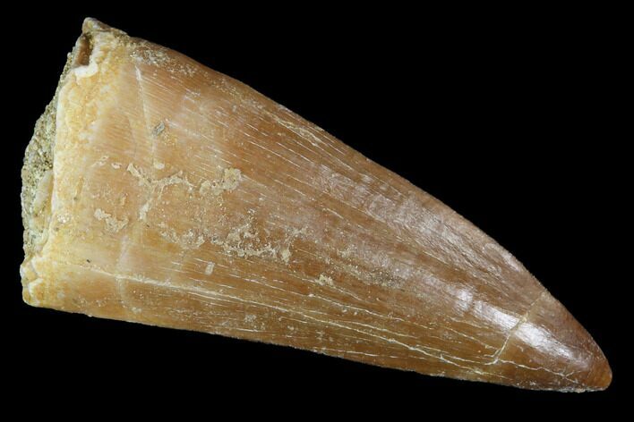 Mosasaur (Prognathodon) Tooth - Morocco #101076
